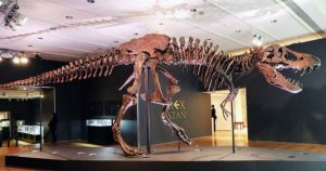 Plano, casi panorámico, de 'Stan', el dinosaurio subastado por la casa Christie's el pasado 6 de octubre. Foto: Economía Hoy