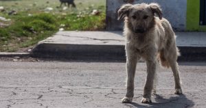 Los hechos han alarmado a la población, que teme que la violencia escale y el asesino serial de perros comience a atacar a visitantes del Bosque de Nativitas o habitantes de colonias colindantes. Imagen ilustrativa. Foto: Cuartoscuro/Archivo.