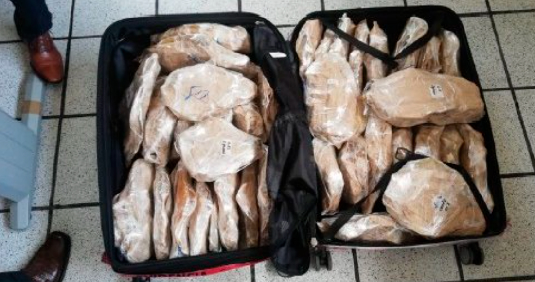 La totoaba estuvo en peligro crítico de extinción en la naturaleza hasta 2021, cuando se mejoró su estado a vulnerable. Foto: Twitter @PROFEPA_Mx