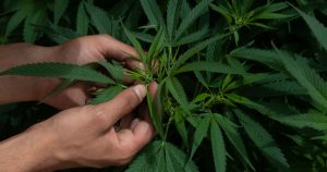 El sector podría aportar 5 mil millones de dólares anuales para el país. Foto: Graciela López, Cuartoscuro