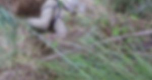 El turista había sido reportado como desaparecido la tarde del viernes. Foto: Plumas Libres