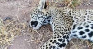 Cachorro atropellado. Foto: Noroeste