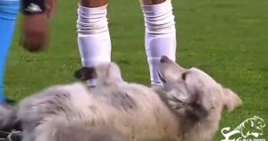 El perrito fue adoptado por uno de los jugadores. Foto: Captura de pantalla.