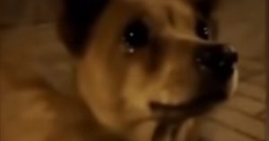 El perro logró reconocer a su benefactora días después del suceso. Foto: Tomada de video