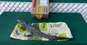 Las especies tenían como destino Durango y Jalisco. Foto: Twitter vía @GN_MEXICO_

