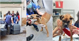 Rescatan a perrita maltratada. Foto: Twitter vía @guerrerochipres
