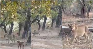 En el video, que ha sido masivamente compartido por internet, se puede observar al intrépido can siendo atrapado por la leona, que le persigue; sin embargo, con un ágil movimiento, el perro fue capaz de escapar de las garras y enfrentarla. Foto: Captura de video