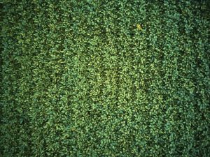 DEFENSORES-SELVA-OPEN-2