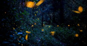 Luciérnagas en Tlaxcala. (Imagen ilustrativa) Foto: EFE