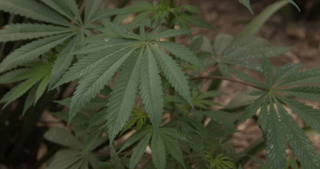 Las dos cajas de "leche" contenían en su interior la hierba que iba dirigida para un recluso. Imagen ilustrativa. Foto:  Cuartoscuro