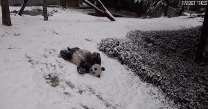 Osos panda del Zoológico Nacional de Smithsonian juegan en la nieve. Foto: Captura de Pantalla 