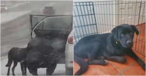 Un video que fue difundido en redes sociales muestra el momento en que el perrito se acerca a Kristen para recibir la ayuda. Foto: Especial.