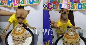 El chihuahua fue adoptado en la familia hace tres años por lo que se decidió festejarlo como su cumpleaños. Foto: Joyce Cetina