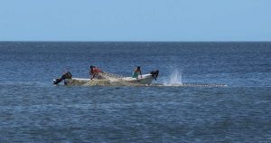 Al contrario de otros especímenes que son traficados comúnmente en la región, los caballitos de mar en su mayoría son pescados accidentalmente por pescadores que hacen pesca de arrastre para atrapar otro tipo de peces. Foto: Imagen ilustrativa, Cuartoscuro. 