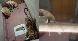 Los hechos ocurrieron en Bilinele, en el estado de Karnataka. Fotos: Twitter vía @prajwalmanipal