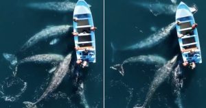 Las ballenas grises parecen tocar el bote ante la sorpresa de los paseantes. Imagen: Captura de pantalla.
