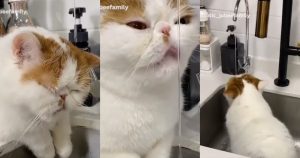 Gatito que ama el agua es sorprendido en video. Foto: Especial.