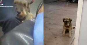 Paramédicos dejaron subir al perrito para que acompañara a su dueño. Foto: Especial.