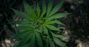 Una planta de mariguana plantada a modo de protesta frente al Senado de la República. Foto: Imagen ilustrativa, Galo Cañas, Cuartoscuro.