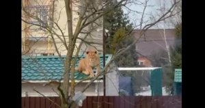 Su dueña luego explicó que la leona salió de su recinto sólo para tomar el aire. Foto: Captura de video. 