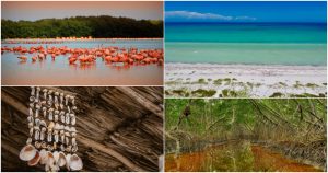 Las costas de Yucatán ofrecen actividades ecoturísticas y un sinfín de experiencias para reconectar con la naturaleza. Fotos: Cortesía