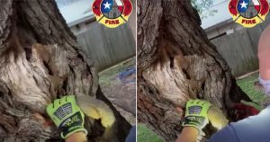 Tras un operativo de dos minutos, el bombero salva a la ardilla, la suelta en el césped y esta echa a correr. Imagen: Especial.

