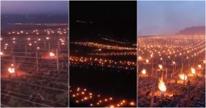 Con velas viticultores protegen brotes de las bajas temperaturas en Francia. Foto: Especial.