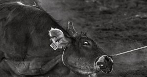 Este libro es un esfuerzo por visibilizar de qué manera en cada tradición, diversión o comida puede haber sufrimiento animal. Foto: Artes de México