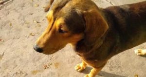 "Rodolfo Corazón" fue sacrificado por un tipo en la esquina de Atenas y Liverpool, en Los Mochis, la media noche del 21 de marzo. Foto: Especial