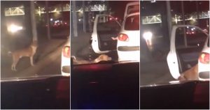 Un perro callejero fue adoptado por una persona que conducía un carro color blanco. Foto: Especial.