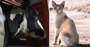 Una vaca y un gatito. Imágenes ilustrativas: Cuartoscuro. 