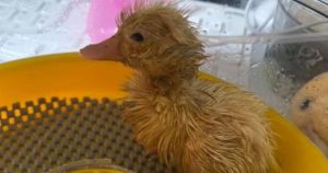 El día 27, el polluelo comenzó a picotear la cáscara del huevo y 48 horas más tarde, finalmente salió.. Foto: Adele Phillips, Facebook