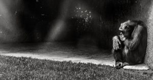 Es imprescindible y urgente generar una revolución basada en la empatía y la conciencia para incluir dentro de nuestro círculo moral y compasivo a todos los seres vivos del planeta. Foto: Artes de México