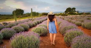 Este rancho de lavanda se encuentra en pueblo mágico de Mineral de Pozos en Guanajuato. Foto: Cortesía 