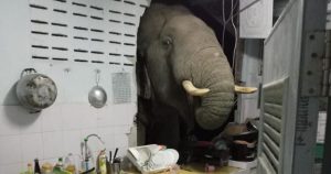 Un elefante entra a la cocina de una casa en Tailandia.