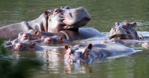 Hipopótamos flotando en una laguna de la Hacienda Nápoles, donde Pablo Escobar supo tener un verdadero zoológico con animales exóticos. Foto: AP.