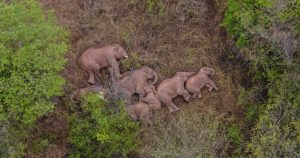 Vista aérea del 7 de junio de 2021 de elefantes asiáticos silvestres en el distrito de Jinning de Kunming, en la provincia de Yunnan, en el suroeste de China.