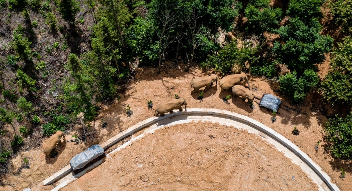 Imagen aérea distribuida por la agencia china de noticias Xinhua, en la que aparece una manada de elefantes salvajes avanzando por el condado de E'shan, en la provincia de Yunnan, en el suroeste de China, el 28 de mayo de 2021.
