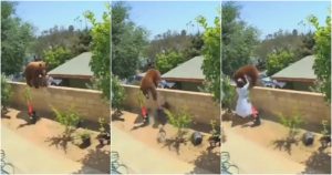  La dueña de las mascota escuchó el ruido y al ver la escena salió corriendo y empujó al intruso para proteger a sus animales. Foto: Captura de video.