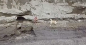 Un video mostró a los dos perros. Foto: Especial. 