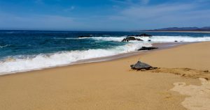 Playa Mayto es es sede del Campamento de Protección a la Tortuga Marina. Foto: Cortesía 