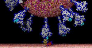 El virus, como toda entidad biológica, está sometido a la acción de los agentes mutagénicos y, consecuentemente, evoluciona generando nuevas variantes. Foto: Lorenzo Casalino, Amaro Lab, U.C. San Diego