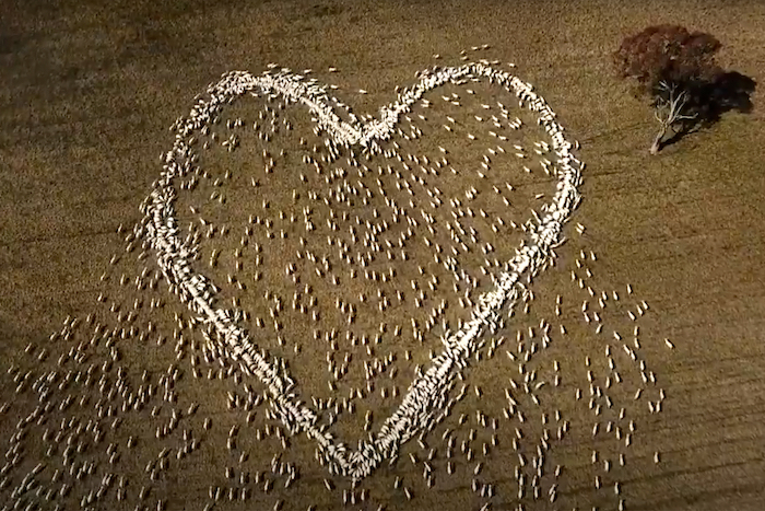 En esta imagen extraída de un video, ovejas colocadas para formar un corazón en un campo de Guyra, Nueva Gales del Sur, Australia, el jueves 5 de agosto de 2021.