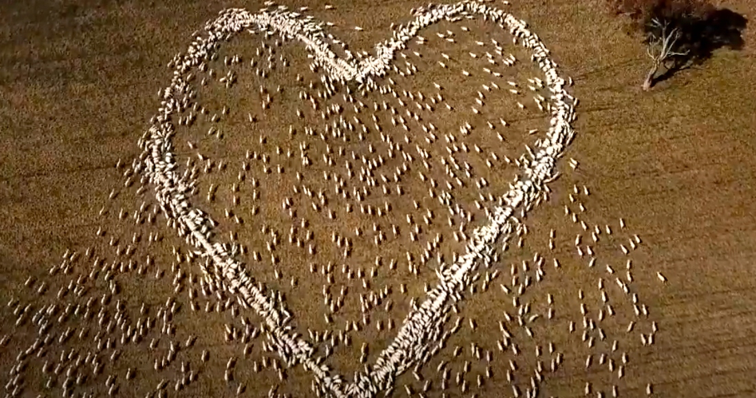 En esta imagen extraída de un video, ovejas colocadas para formar un corazón en un campo de Guyra, Nueva Gales del Sur, Australia, el jueves 5 de agosto de 2021.