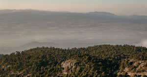 Bosque de Perote. Foto: Shutterstock