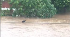 El animal logró salir a la altura del Fraccionamiento Villa Satélite. Foto: Captura de video