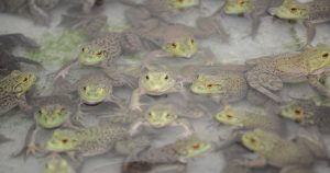 Las actividades de tráfico de vida silvestre de Kravchenko en Brasil se remontan a 2017, cuando fue capturado en Ámsterdam después de volar desde São Paulo. Foto: Cuartoscuro