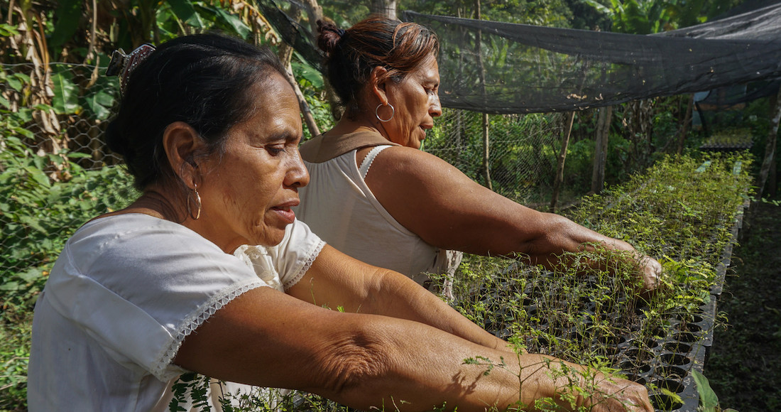 Mercedes Santos Santiago, al frente, y Miriam Cruz, del grupo de conservación La Peñita, instalaron un vivero para ayudar a restaurar una de las selvas más importantes de México. En los últimos dos años, el grupo ha sembrado 90 mil arbolitos.
Foto: Adriana Alcázar González, GPJ México 
