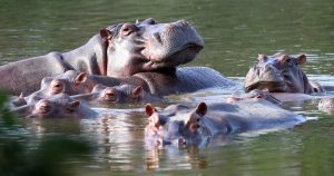 Hipopótamos flotan en el lago del parque Hacienda Nápoles, una vez propiedad del narcotraficante Pablo Escobar, en Puerto Triunfo, Colombia. Foto Fernando Vergara, AP.