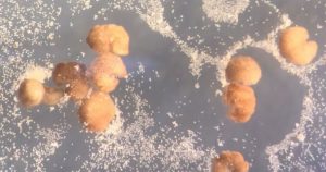 Los xenobots son biorobots milimétricos creados a partir de células de rana. El mismo equipo que los creo ha descubierto ahora una nueva forma de reproducción biológica para que puedan autorreplicarse. Foto: Douglas Blackiston y Sam Kriegman